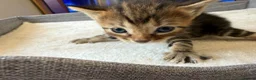 Bengal cats for sale: 🐾 Beautiful Bengal x Maine Coon Kittens 🐾 - Advert 33