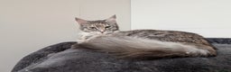 Maine Coon cats for sale: 2x Tica Maine coon sisters  - Advert 14