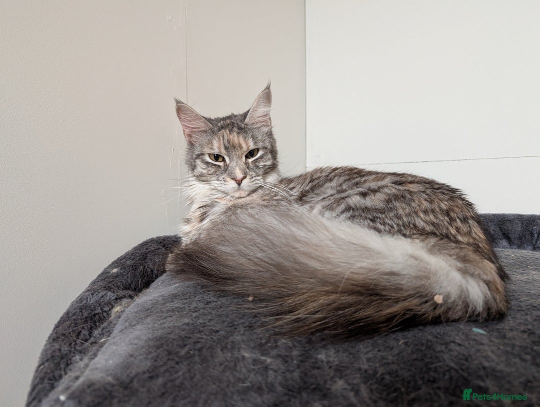 Maine Coon cats for sale: 2x Tica Maine coon sisters  - Advert 14