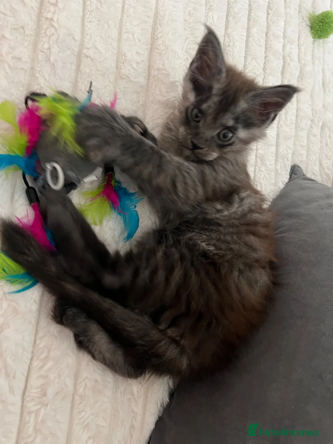 Maine Coon cats for sale: Lovely boy Maine Coon - Advert 9