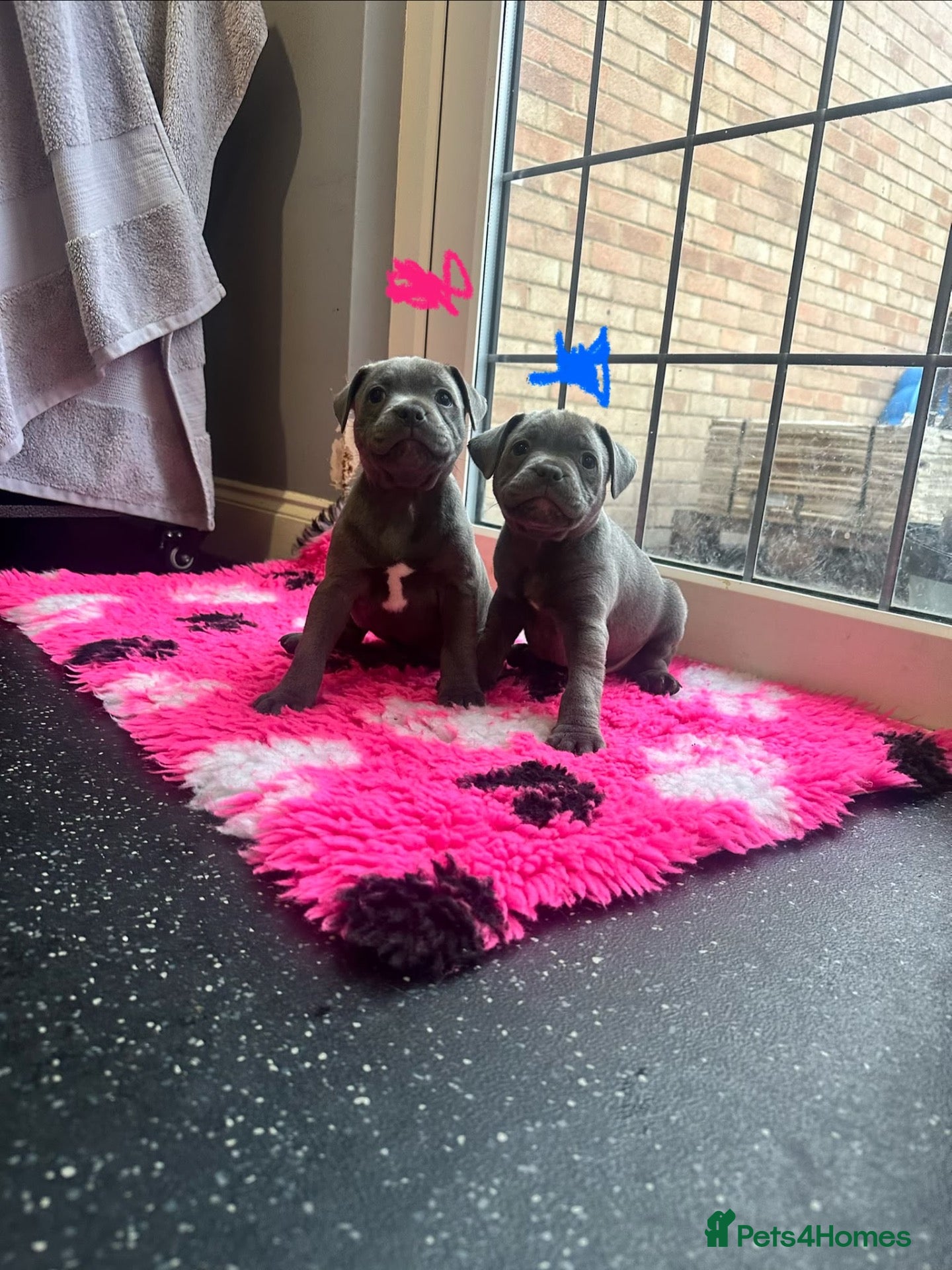 Staffordshire Bull Terrier dogs BEAUTIFUL BLUE STAFFY PUPPIES  - Advert 1