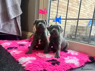 Staffordshire Bull Terrier dogs BEAUTIFUL BLUE STAFFY PUPPIES - Advert 1