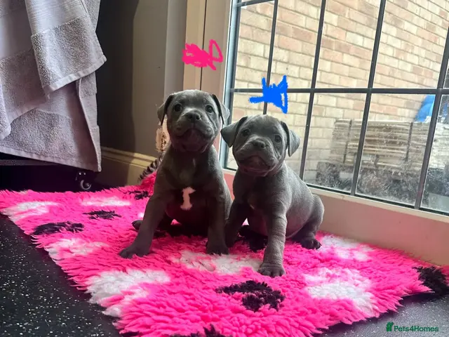 Staffordshire Bull Terrier dogs BEAUTIFUL BLUE STAFFY PUPPIES - Advert 9