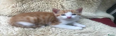 Mixed Breed Ginger kitten 3