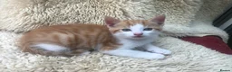 Mixed Breed cats for sale: Gorgeous ginger kittens - Advert 11