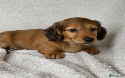 Miniature Dachshund dogs for sale: ⭐️ Miniature Long Haired Dachshund Pups ⭐  - Image 10