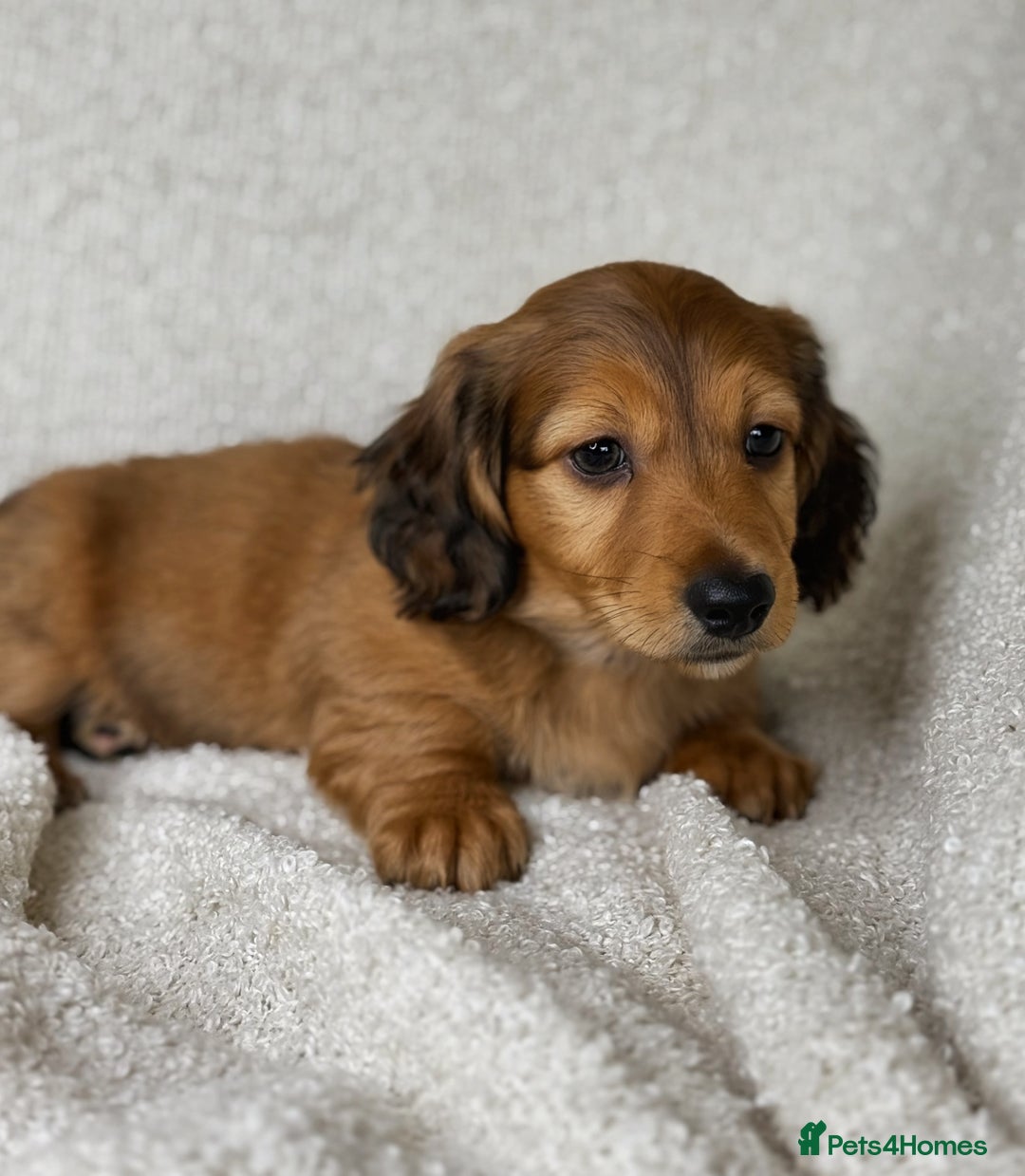 Miniature Dachshund dogs for sale: ⭐️ Miniature Long Haired Dachshund Pups ⭐  - Image 10