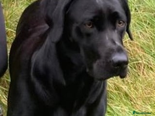 Labrador Retriever dogs Black Labrador puppies - Advert 1