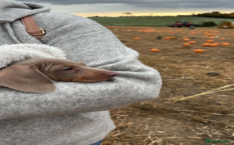 Miniature Dachshund dogs - Advert 4