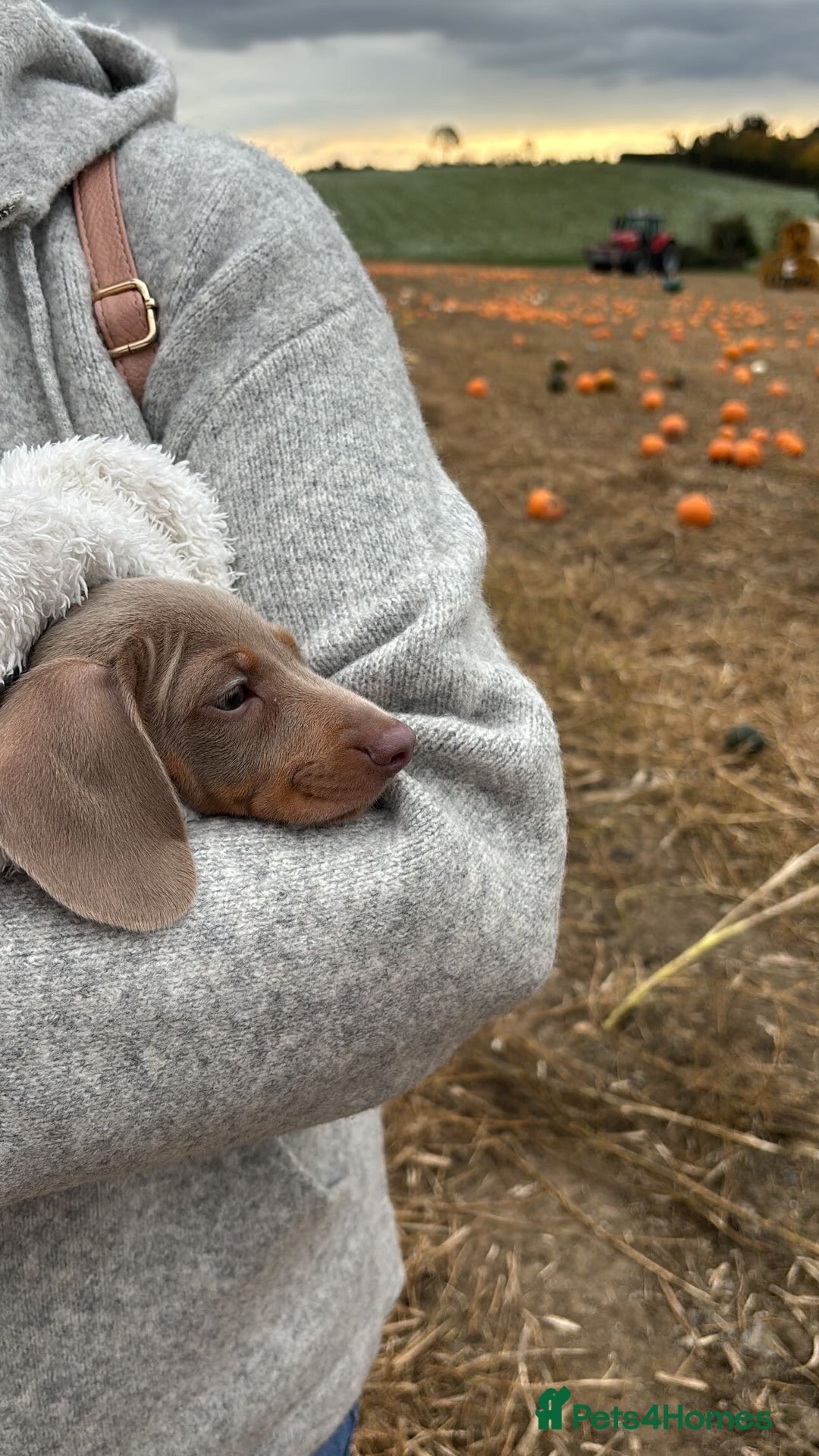 Miniature Dachshund dogs for sale: Miniature Daschund Puppy - Image 1