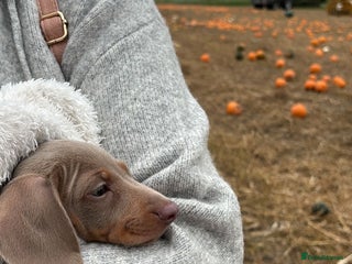 Miniature Dachshund dogs Miniature Daschund Puppy - Advert 11