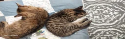 Maine Coon cats for sale: Mainecoon x bengal x russian blue mix  - Advert 5