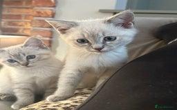 British Shorthair cats for sale: British colourpoint cross Ragdoll kittens - Advert 2
