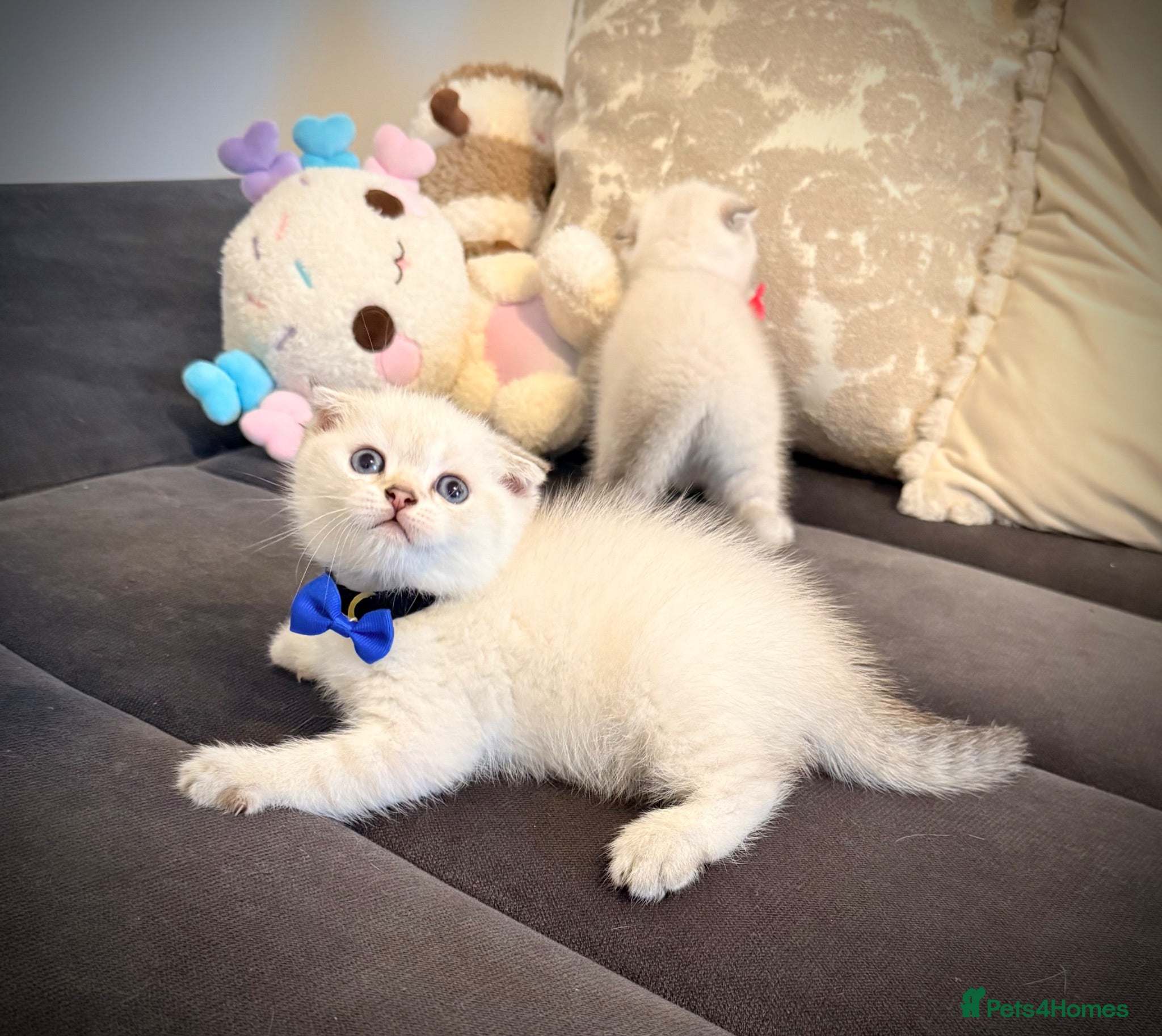 Scottish Fold cats Adorable Pure Scottish folded kittens 😍🥰 - Advert 2