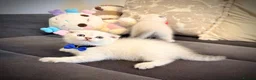 Scottish Fold cats for sale: Adorable Pure Scottish folded kittens 😍🥰 in Northampton - Advert 6