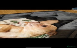 Chihuahua dogs for sale: Tiny chihuahua's  - Image 8