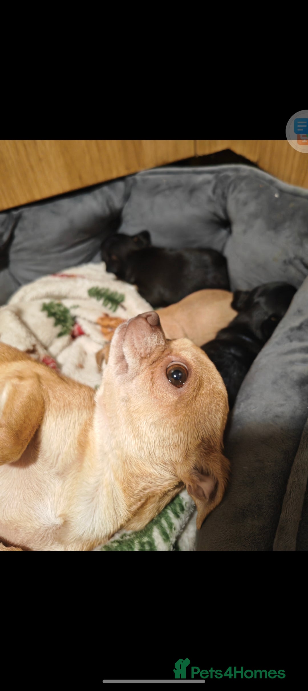 Chihuahua dogs for sale: Tiny chihuahua's  - Image 8