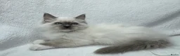 Ragdoll cats for sale: Pure Ragdoll Kitties available ✨ - Advert 18