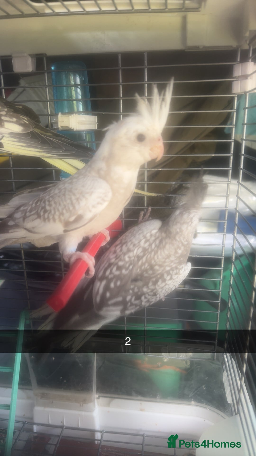 Cockatiels birds for sale: Baby cockatiel for sale mixed prices  - Image 6