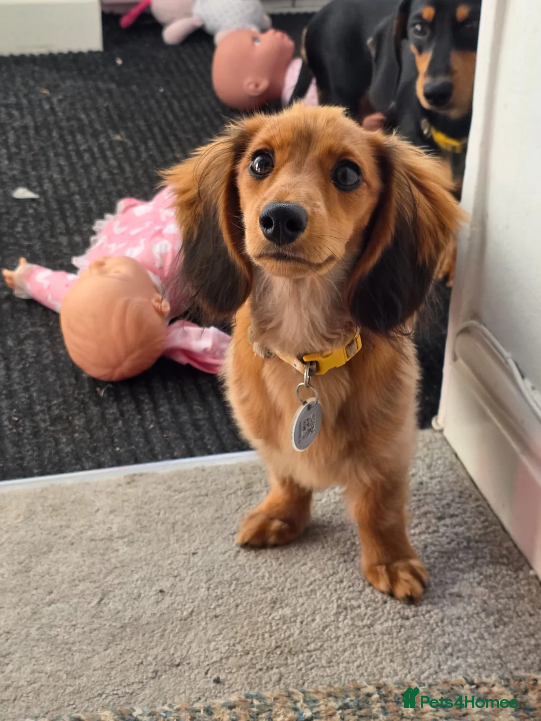 Dachshund dogs for sale: Two cousin Dachshunds - Advert 2