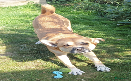 Mixed Breed dogs for sale: Odin. Sweet and beautiful crossbreed boy - Image 23