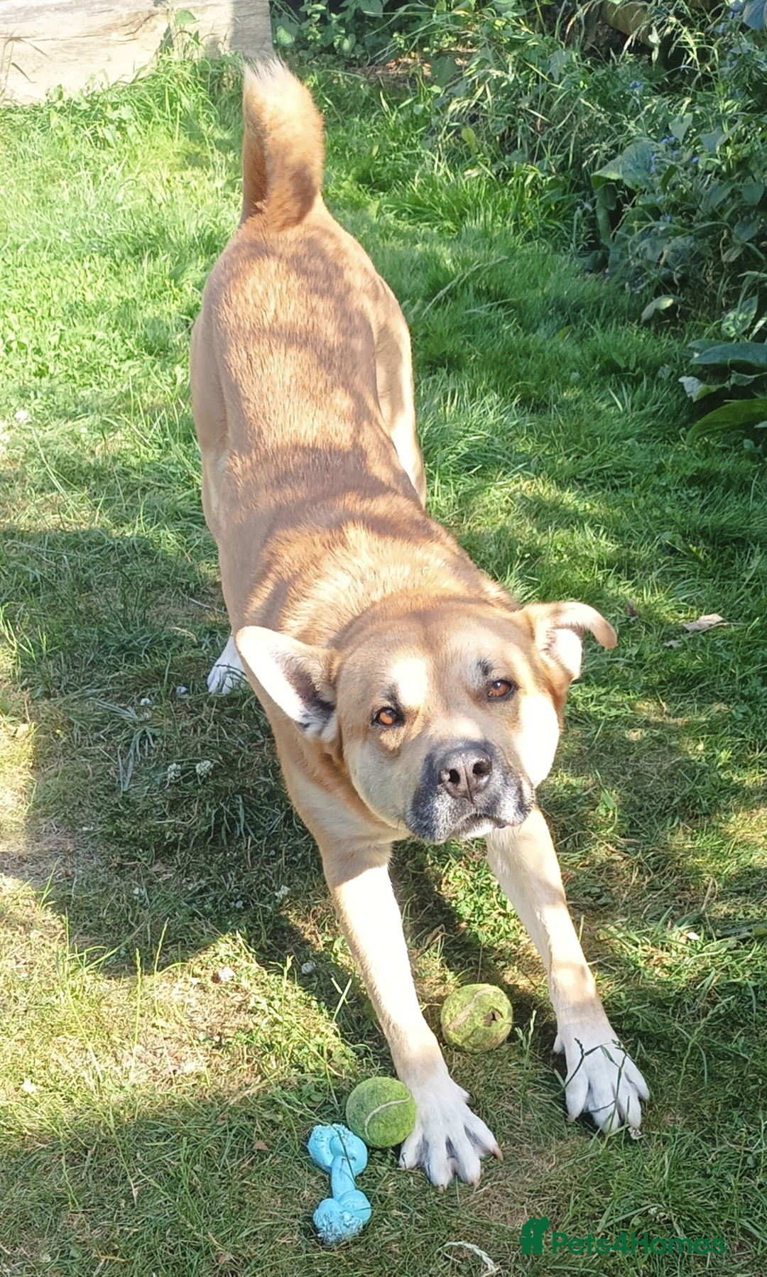 Mixed Breed dogs for sale: Odin. Sweet and beautiful crossbreed boy - Image 23