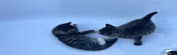 Domestic Shorthair cats for sale: Kitten domestic shorthair, tabby pattern  - Advert 10