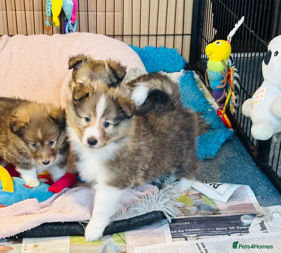 Shetland Sheepdog dogs for sale: Beautiful sable Shetland sheepdog puppies  - Advert 12