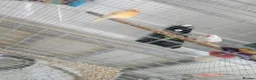 Canaries birds for sale: Canary amd zebra finches  - Advert 2