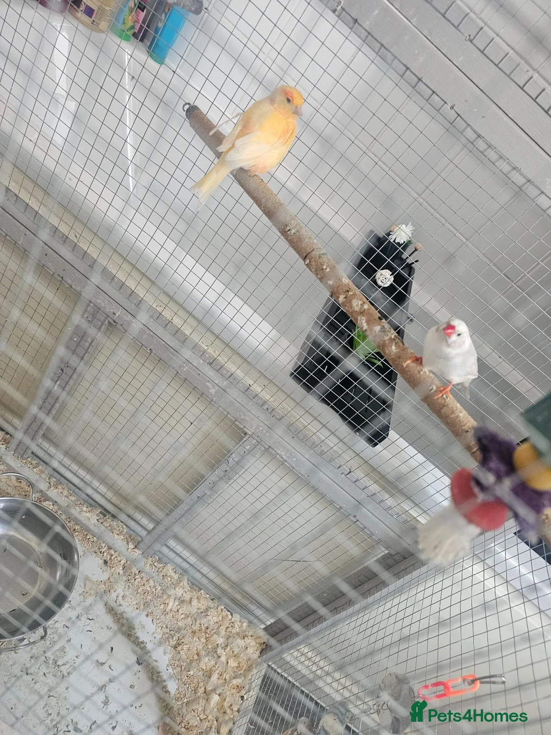 Canaries birds for sale: Canary amd zebra finches  - Advert 2