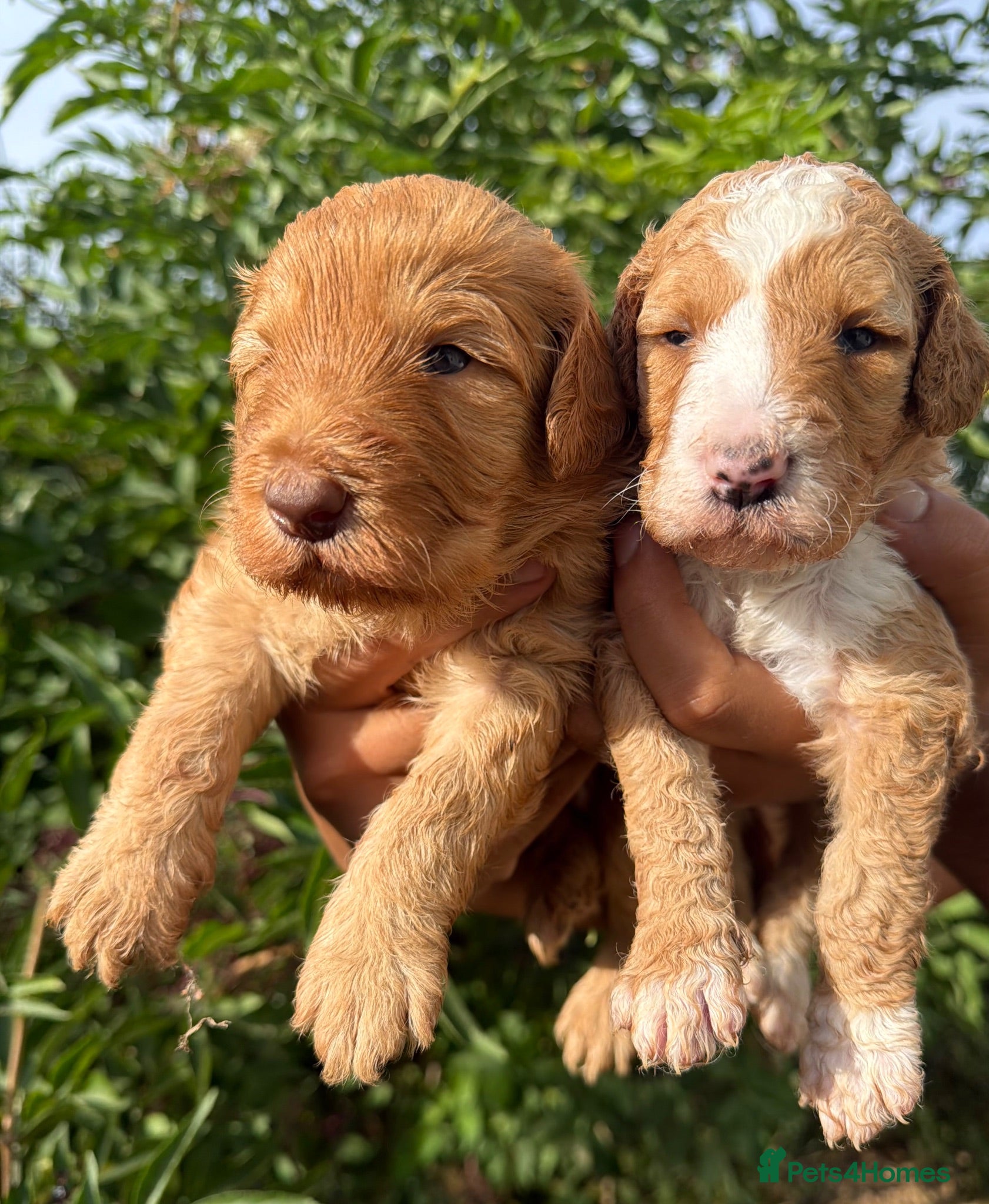 Australian Labradoodle dogs HEALTH TESTED AUSTRALIAN LABRADOODLE PUPPIES  - Advert 1