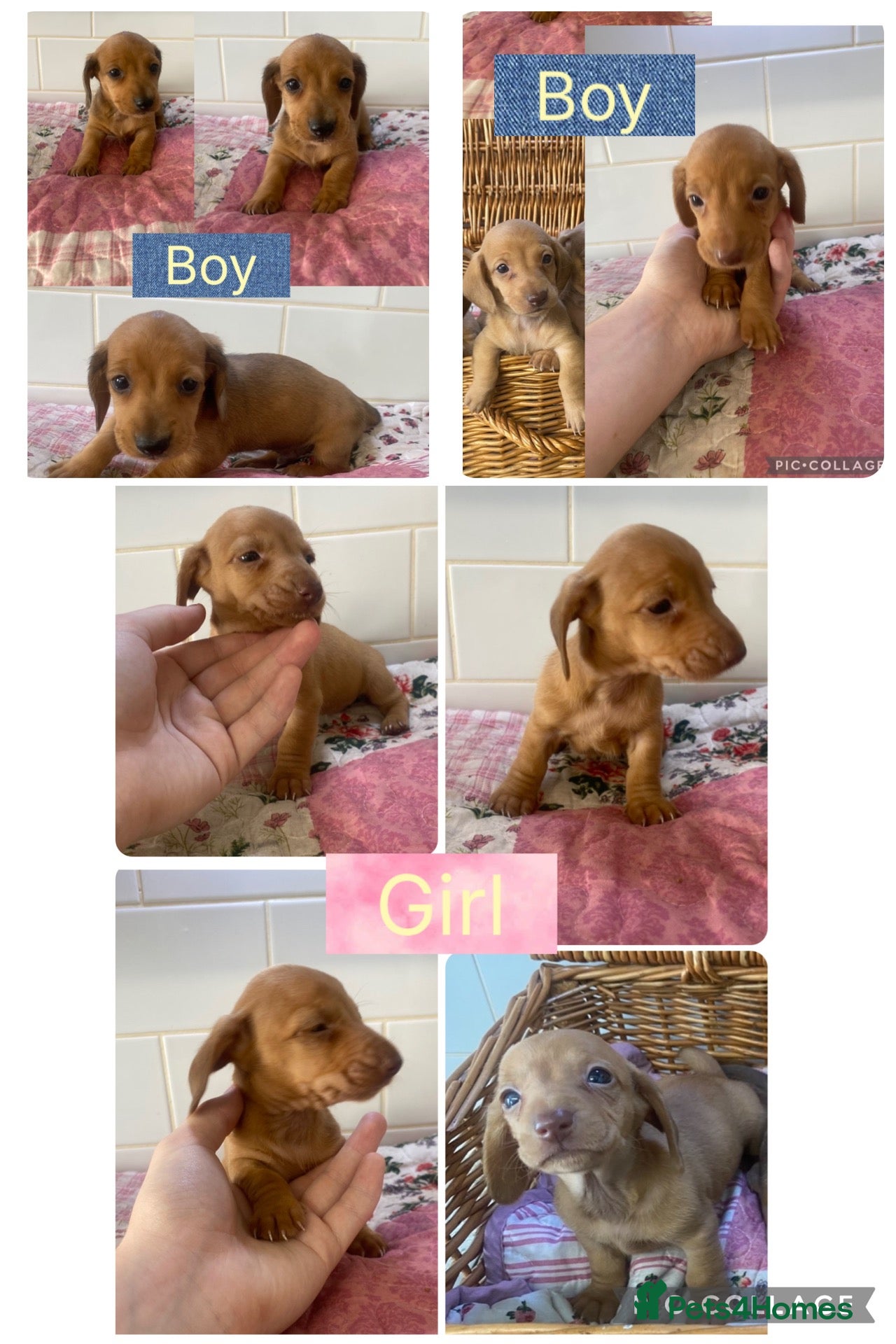 Miniature Dachshund dogs 6 Miniature Dachshund pups ONLY 3 LEFT - Advert 3
