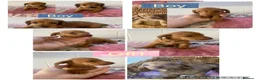Miniature Dachshund dogs for sale: 6 Miniature Dachshund pups ONLY 3 LEFT - Advert 1