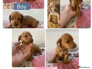 Miniature Dachshund dogs 6 Miniature Dachshund pups ONLY 3 LEFT - Advert 7