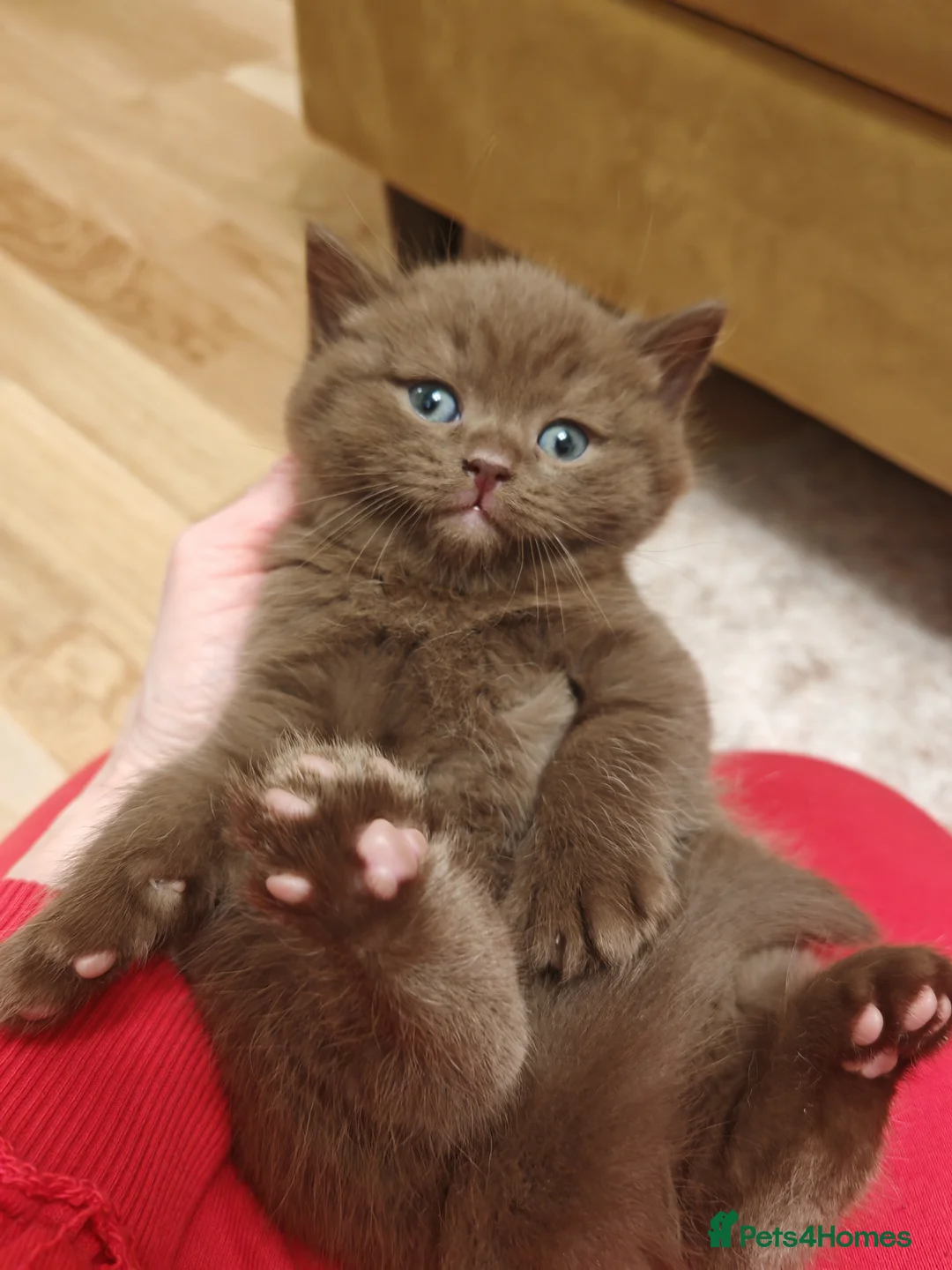 British Shorthair cats for sale: Adorable British Shorthair Kittens for Sale in Lincoln - Advert 14