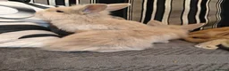 Mixed Breed rabbits for sale: Baby rabbits  - Advert 2