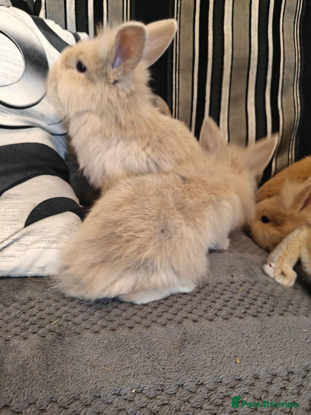 Mixed Breed rabbits for sale: Baby rabbits  - Advert 2