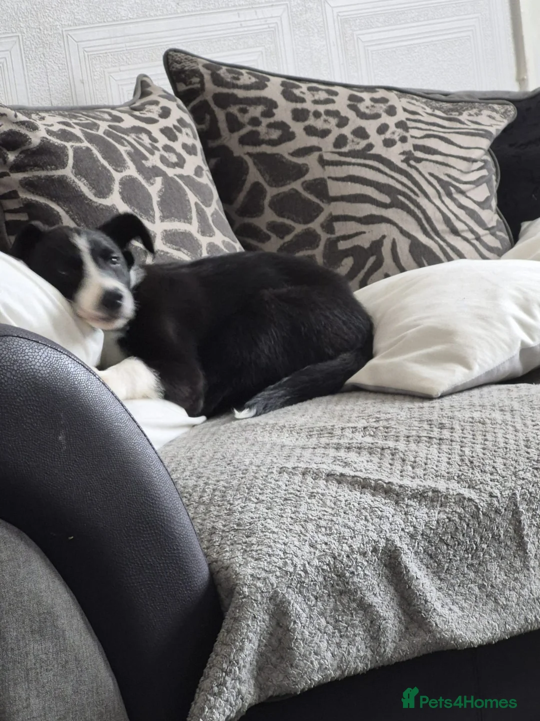Border Collie dogs for sale: Male border collie in Hull - Advert 4