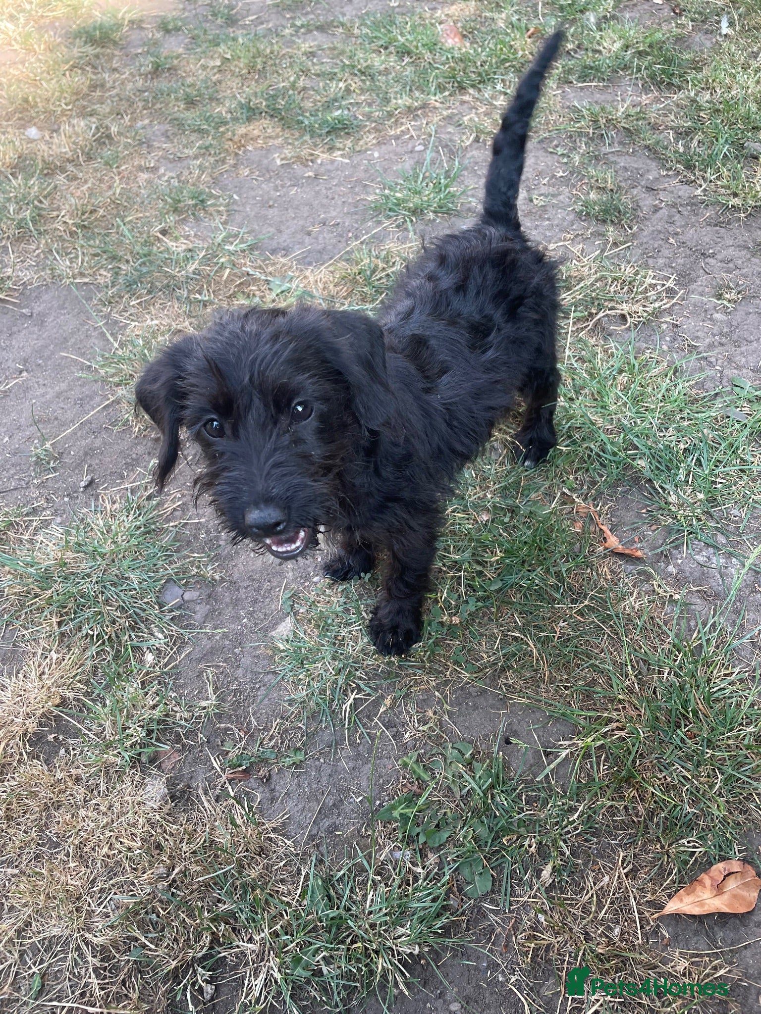 Cockapoo dogs Miniature f1 female puppy  - Advert 1
