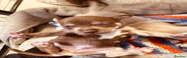 Puppy 3