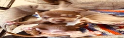 Mixed Breed dogs for sale: Staffy mix puppies looking forever homes  in Greenford - Advert 17