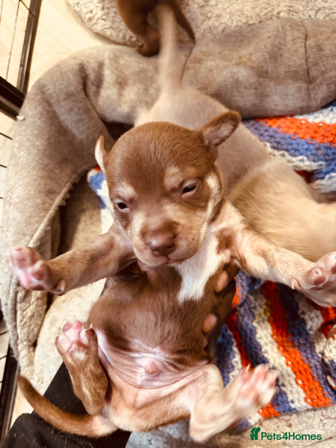 Mixed Breed dogs for sale: Staffy mix puppies looking forever homes  in Greenford - Advert 17
