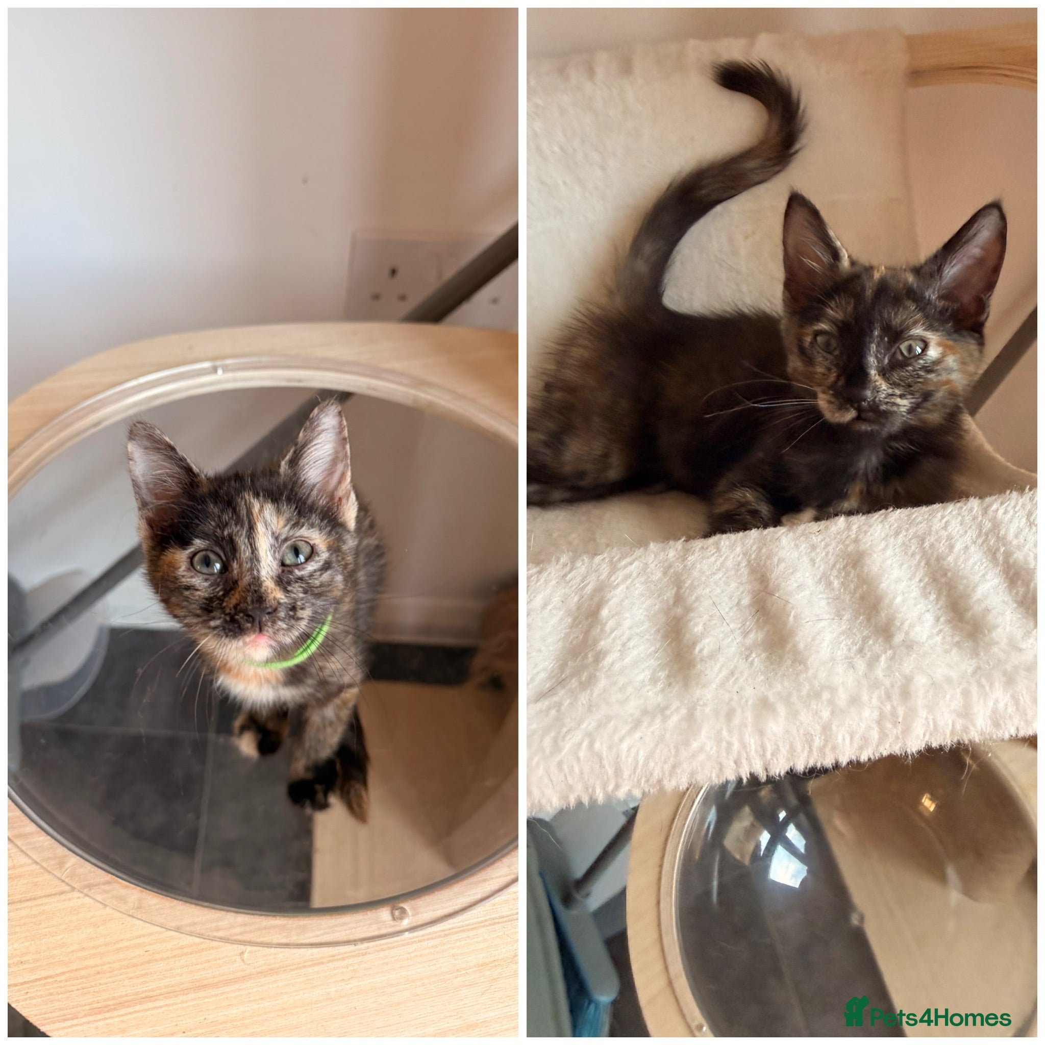 Turkish Angora cats Ready to leave 2 girls left £180 each - Advert 1