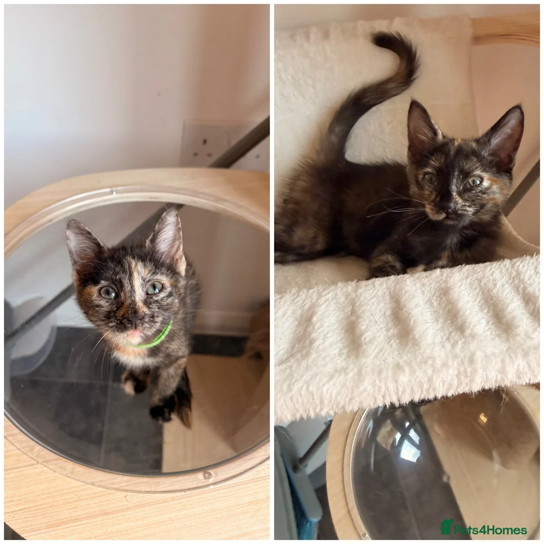 Turkish Angora cats for sale: Ready to leave 2 girls left £180 each - Advert 1