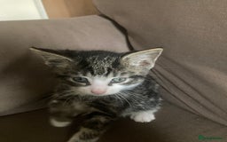 Mixed Breed cats for sale: 5 kittens  - Image 7