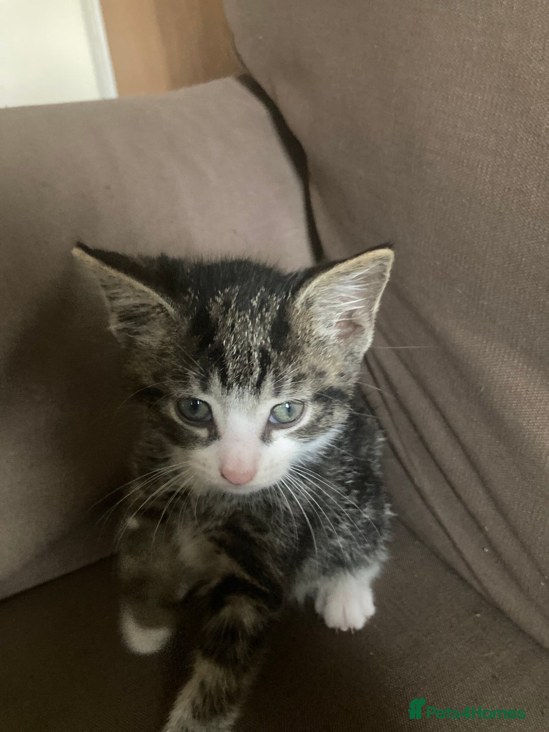 Mixed Breed cats for sale: 5 kittens  - Image 7