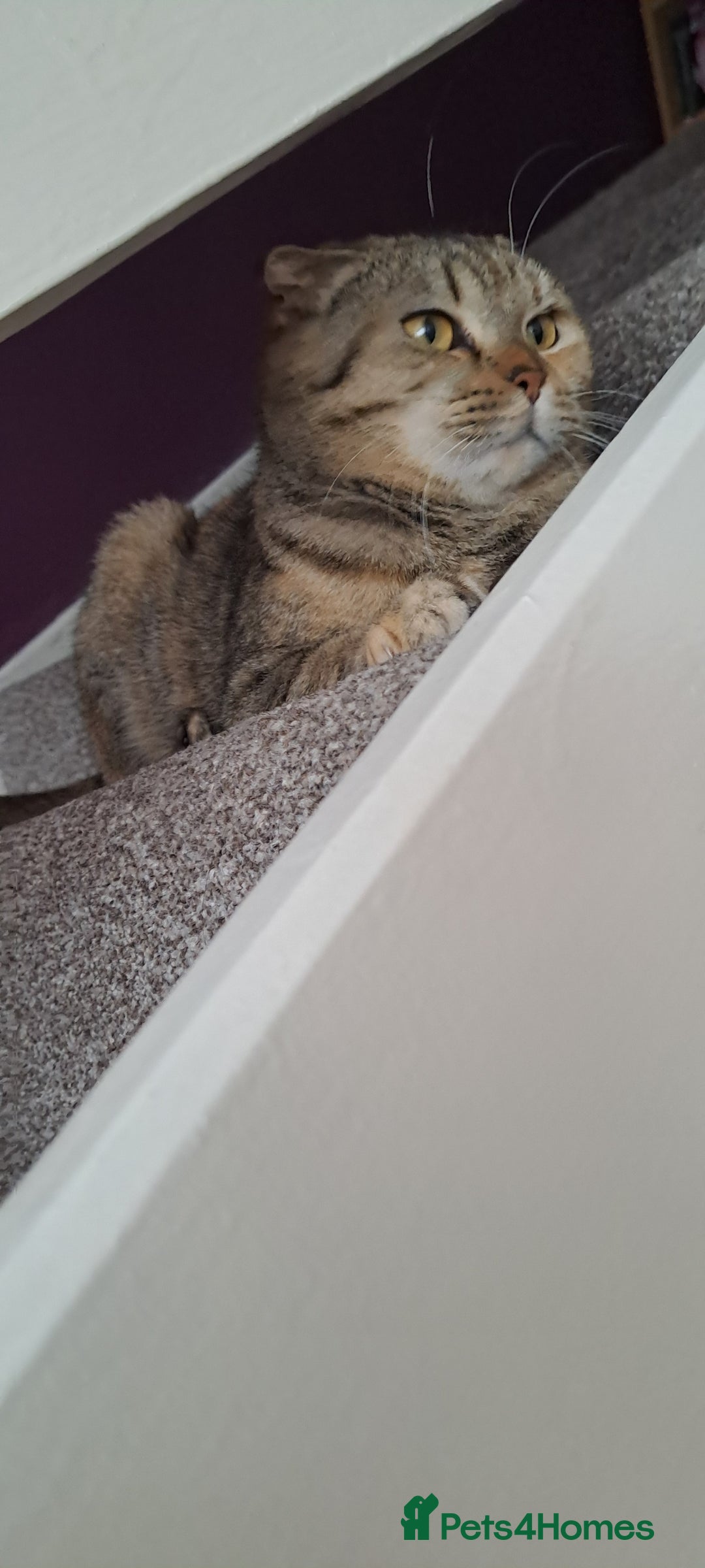 Scottish Fold cats for sale: Beautiful Scottish fold cat FREE - Image 11