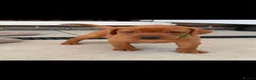 Labrador Retriever dogs for sale: Beautiful KC registered dark red Labrador puppies in York - Advert 12