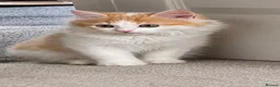 Mixed Breed cats for sale: Kitten 1 in Rotherham - Advert 1
