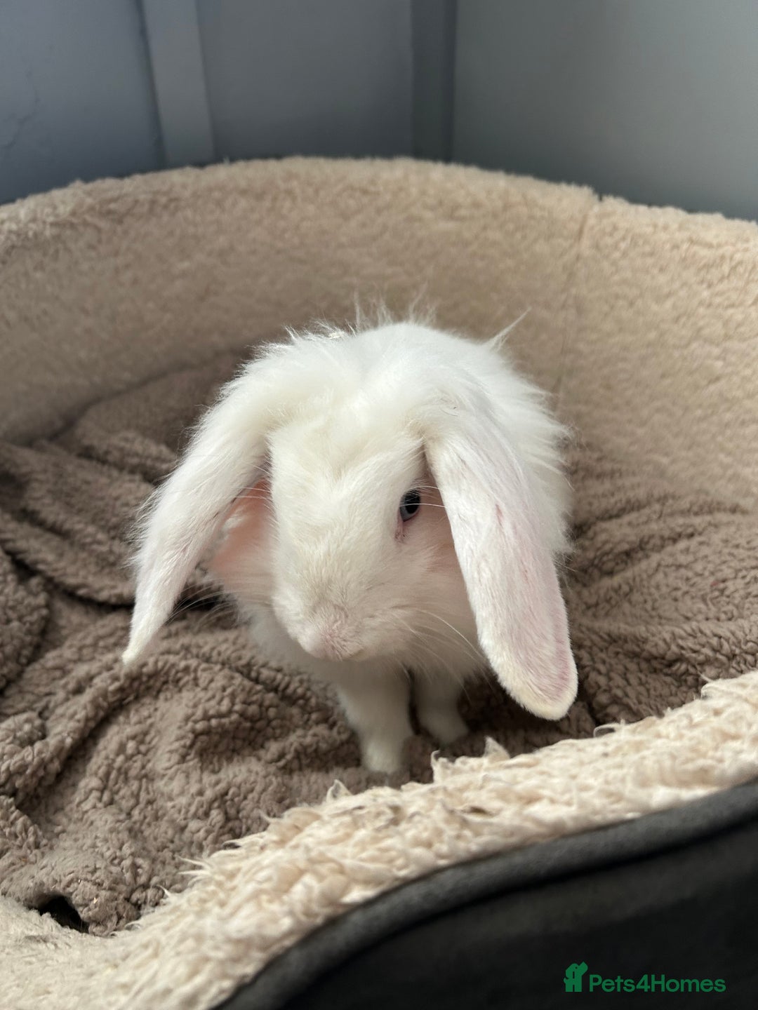 English Lop rabbits for sale: Rabbit  - Image 6